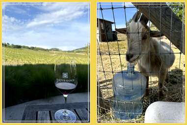 two images, on the left a glass of wine in front of vines at halter ranch in paso robles, on the right a goat up close at kiamie wine cellars