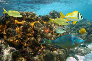 Coral reefs, Bogue Island Lagoon