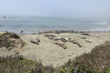 elephant seals on a beach in san simeon, ca
