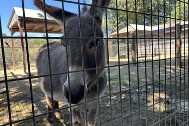 a donkey up close at avila barn in avila beach