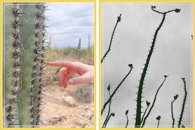 side by side images of desert plants, including one saguaro cactus and one spindly succulent at the arizona-sonora desert museum in tucson