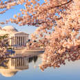 Cherry Blossom DC and Wash DC Cherry Blossoms